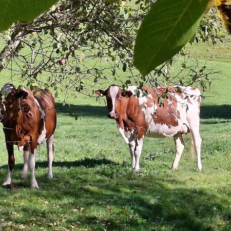 Stoeckli Eg By Interhome *