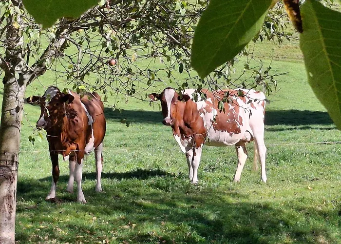 Stoeckli Eg By Interhome *